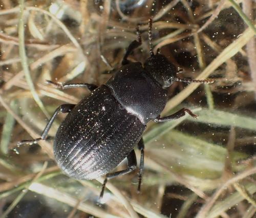Bioplanes meridionalis